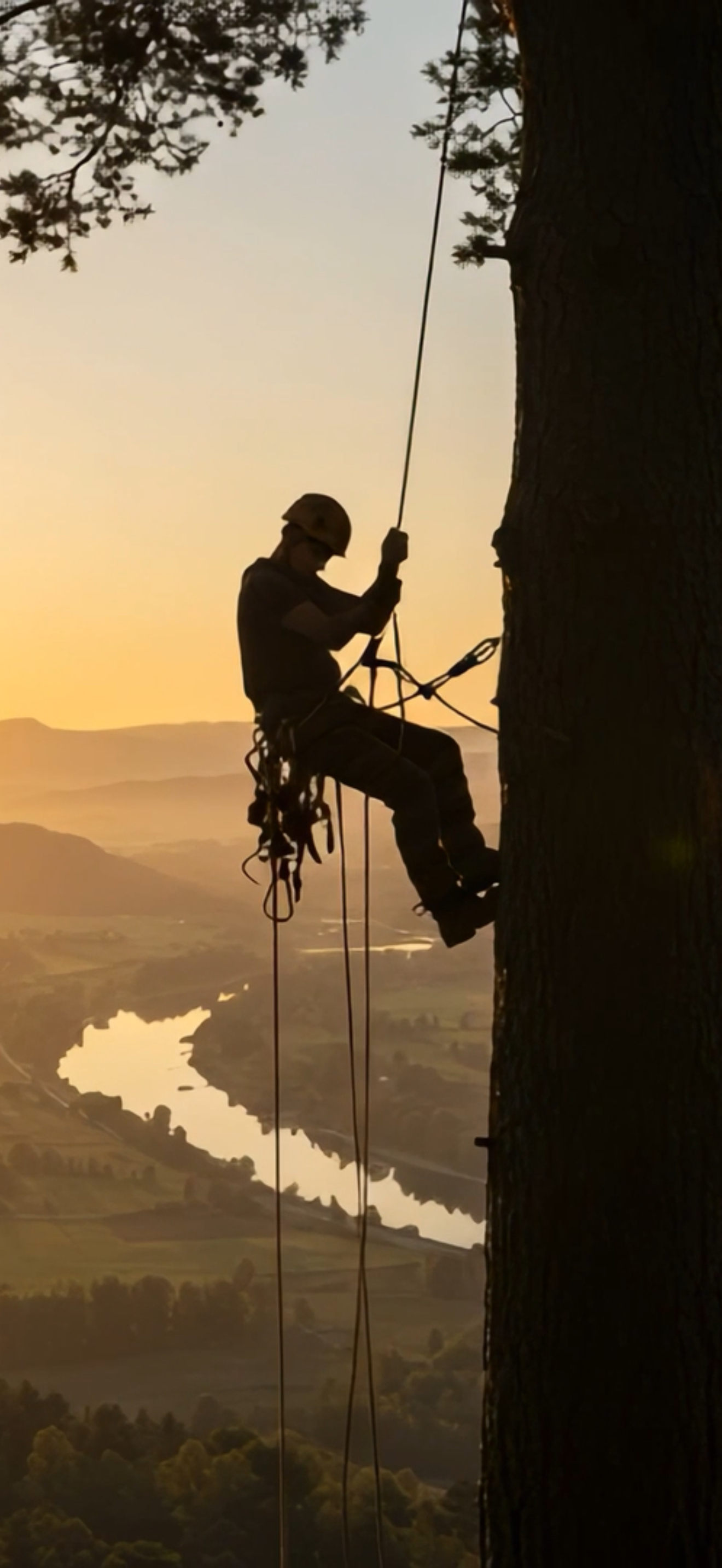 Person climbing a tree with a scenic landscape in the background during sunset. Petal climbing gear. 