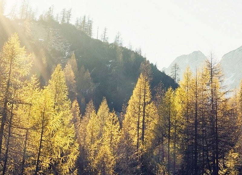 Petzl professional climbing and safety equipment